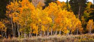 Aspens along road to Virginia Lake-0430